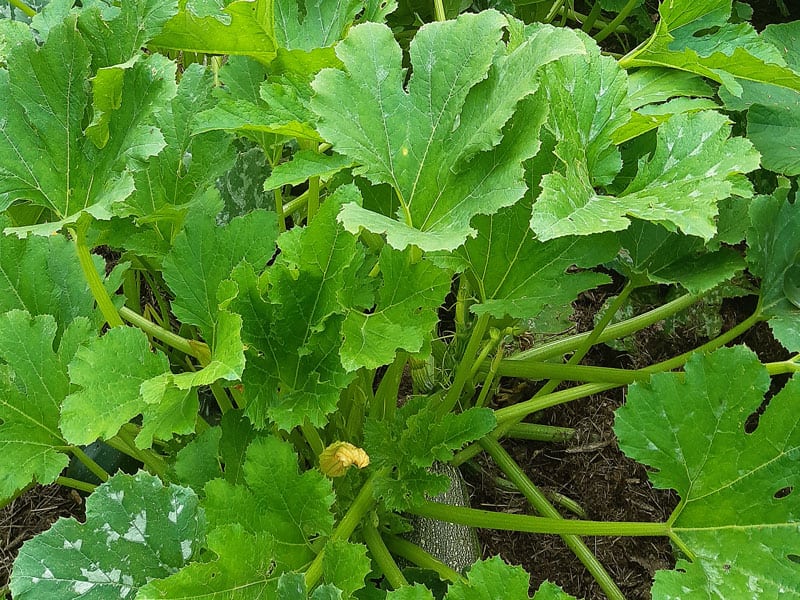 La courgette : bienfaits santé, apports nutritionnels, idées recettes : que  cuisiner avec des courgettes ? - Doctissimo