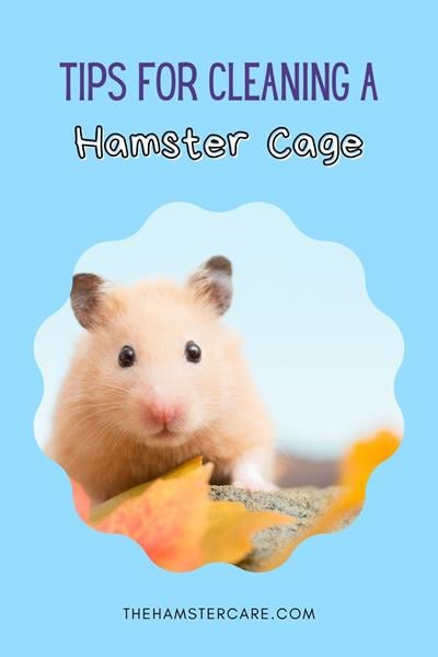 Spot cleaning hamster outlet cage