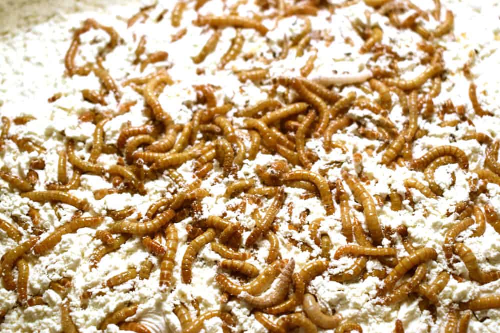 Alimentation: la vente d'insectes à manger est retardée