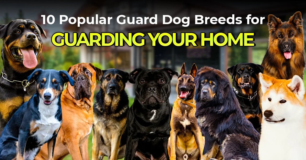 Best guard store dog for seniors