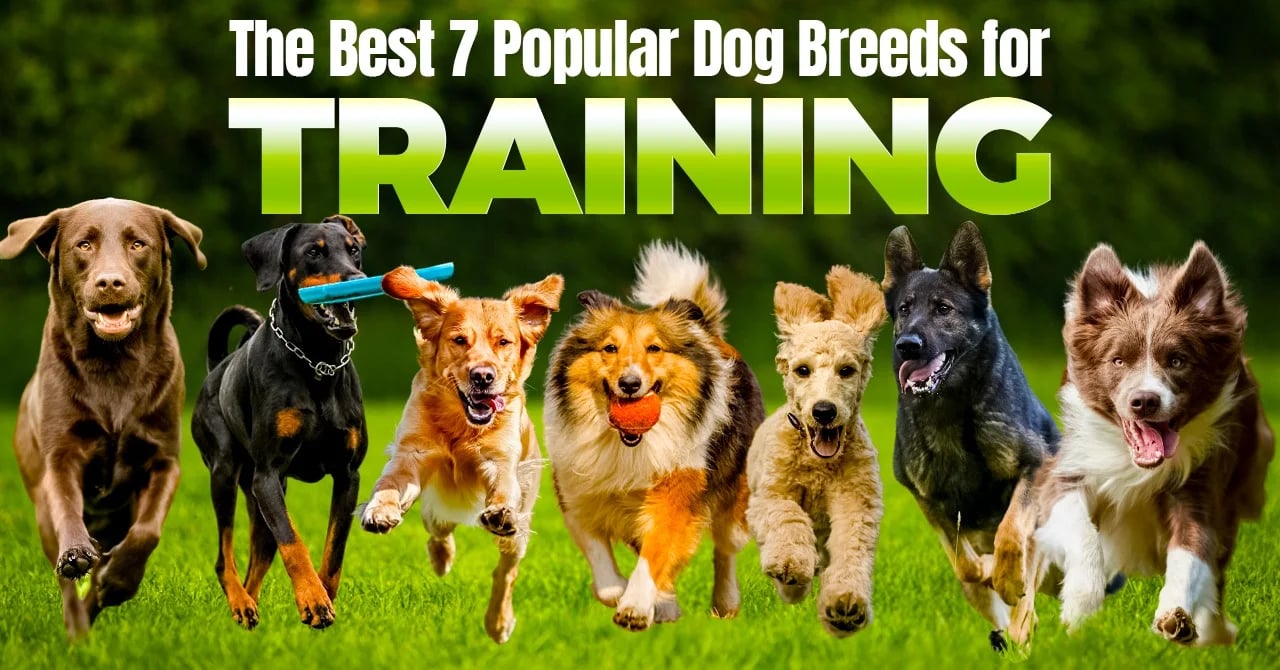 Best dogs for obedience hot sale training