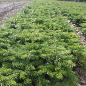 Weeping Willow Trees for Sale